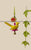 Classical Dance Jewelry HOME | WALL DECOR