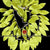 Classical Dance Jewelry